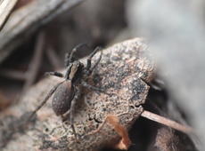 Little, cute, yet not fluffy spider checking out the neighborhood. 