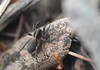 Spider on the decaying leaf