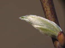 Sprout of  grey willow  ( Salix cinerea ), also known as  Large gray willow  and  Grey sallow .