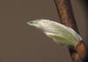 Sprout of grey willow