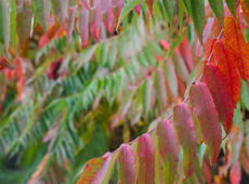 The leaves of the  staghorn sumac  ( Rhus typhina  syn.  R. hirta ) are changing colors during the early autumn. See also  the even more colorful photo taken during same photosession .