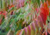 Staghorn sumac changing its color