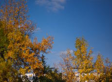 Autumn intensifies! Yellow-oragne-greenish tree leaves lighted by a warm, late sun on the beautiful blue sky. How I wish it could be daily like that. It was 16°C (61°F) here, so quite hot as for such late season.