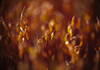 Dream-alike brown moss