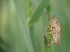 Cute bug on the sprout. See also the photo of the same bug:  Bug hiding behind the sprout .