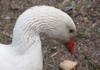 The head of domestic goose