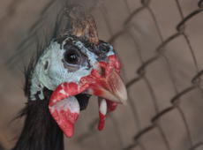 The head of  helmeted guineafowl  ( Numida meleagris ).