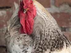 The head of ornamental  chicken   ♂  ( Gallus ), also known as  Gallus gallus domesticus .