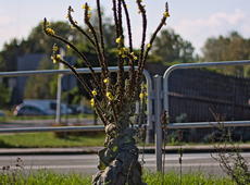 The lady or  denseflower mullein  ( Verbascum densiflorum;  also known as  dense-flowered mullein )? The lady-alike look (tall, with skirt from leaves, head and a few hands) of the mullein was a important part of Slavic folklore. This photo isn't good, but I decided to share it, as the look of the plant is flawless.