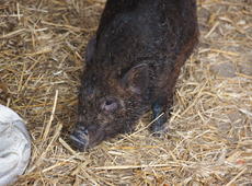 The minature  domestic pig  ( Porcus ), also known as  swine ,  sus scrofa domesticus ,  pig ,  hog , and  Sus scrofa domestica  playing with the ball.