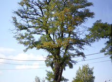 The big unidentified tree turns yellow.&nbsp; I had to stand about 40 meters away from it and still I had to take 6 photos.