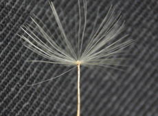 The seed of  common dandelion  ( taraxacum officinale ), also known as  Taraxacum sect. Ruderalia   .