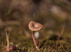 Very tiny mushroom (less than half of inch height!) on the meadow made of the moss.