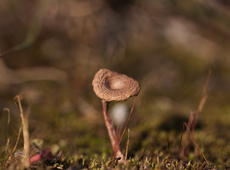 Very tiny mushroom (less than half of inch height!) on the meadow made of the moss.