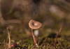 Tiny mushroom in the tiny world