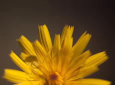 Warm photo of unknown, orange flower with very interesting petals.