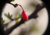 Unknown red fruit on the tree