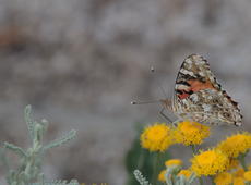  Vanessa cardui ; alternative names:  cosmopolitan  and  painted lady 