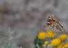 Vanessa cardui