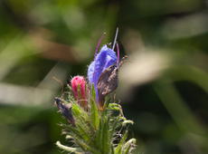 The three stages of flowering of  viper's bugloss  ( Echium vulgare ), also known as  blueweed . Pinkish-red one is just blossoming, pinkish-blue is the mature one and apparently the road of life has ended for a brown one.