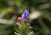 Viper's bugloss - three stages of flowering