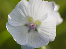 Amazingly beautiful flower. I'm not sure, but my field observation shows that it might be  different stage of this (also beautiful) flower .