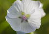 White flower with pink and purple stamen