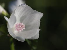 The very beautiful flower. Probably a young one, while  the mature one looks even better . Wow.