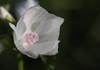 White flower with pink stamen